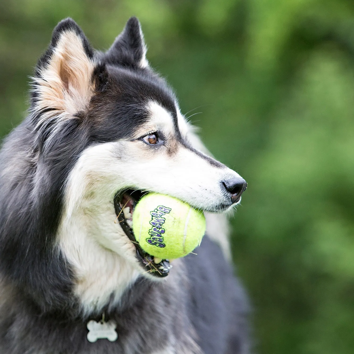 Air KONG Squeaker Tennis Balls, Each