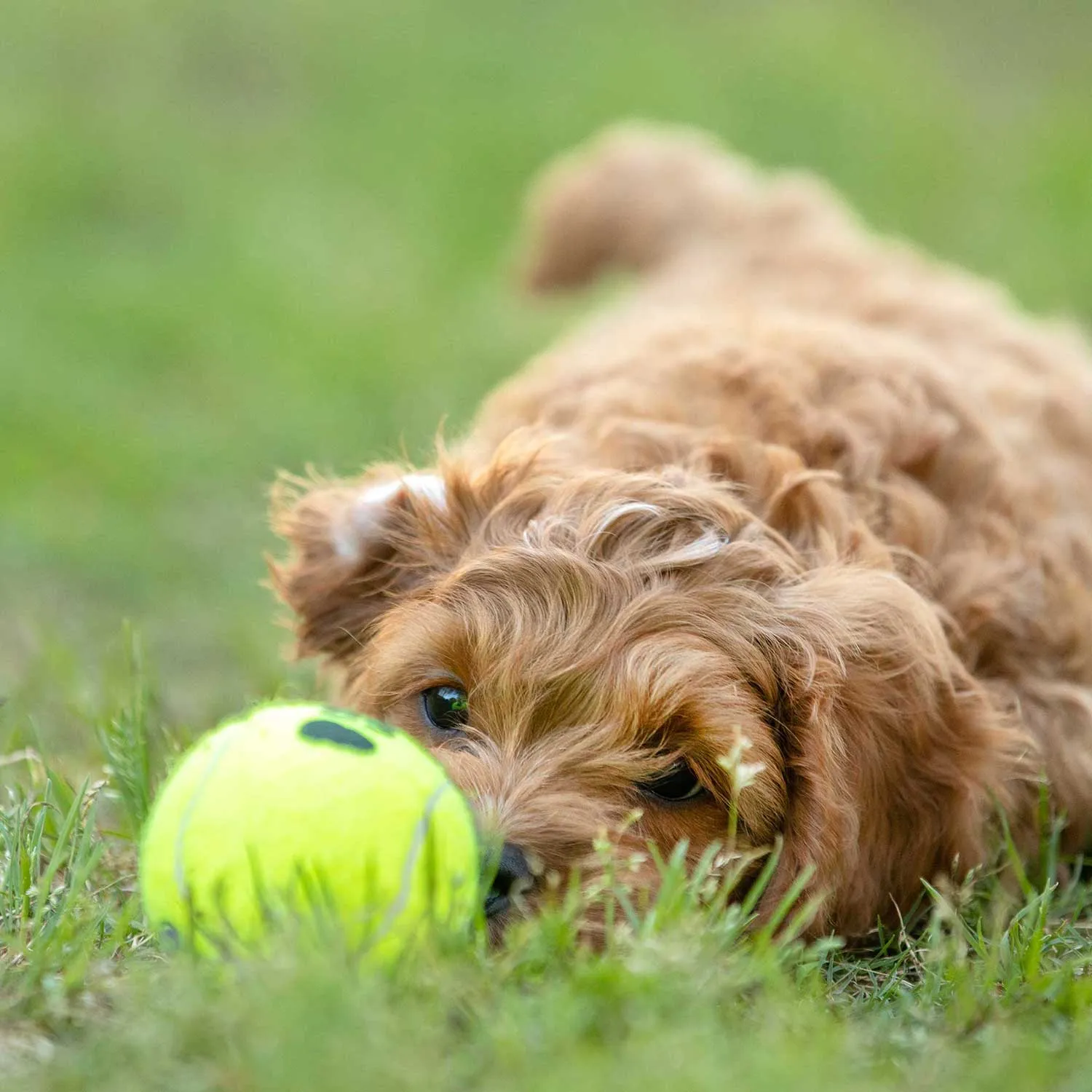 Air KONG Squeaker Tennis Balls, Each