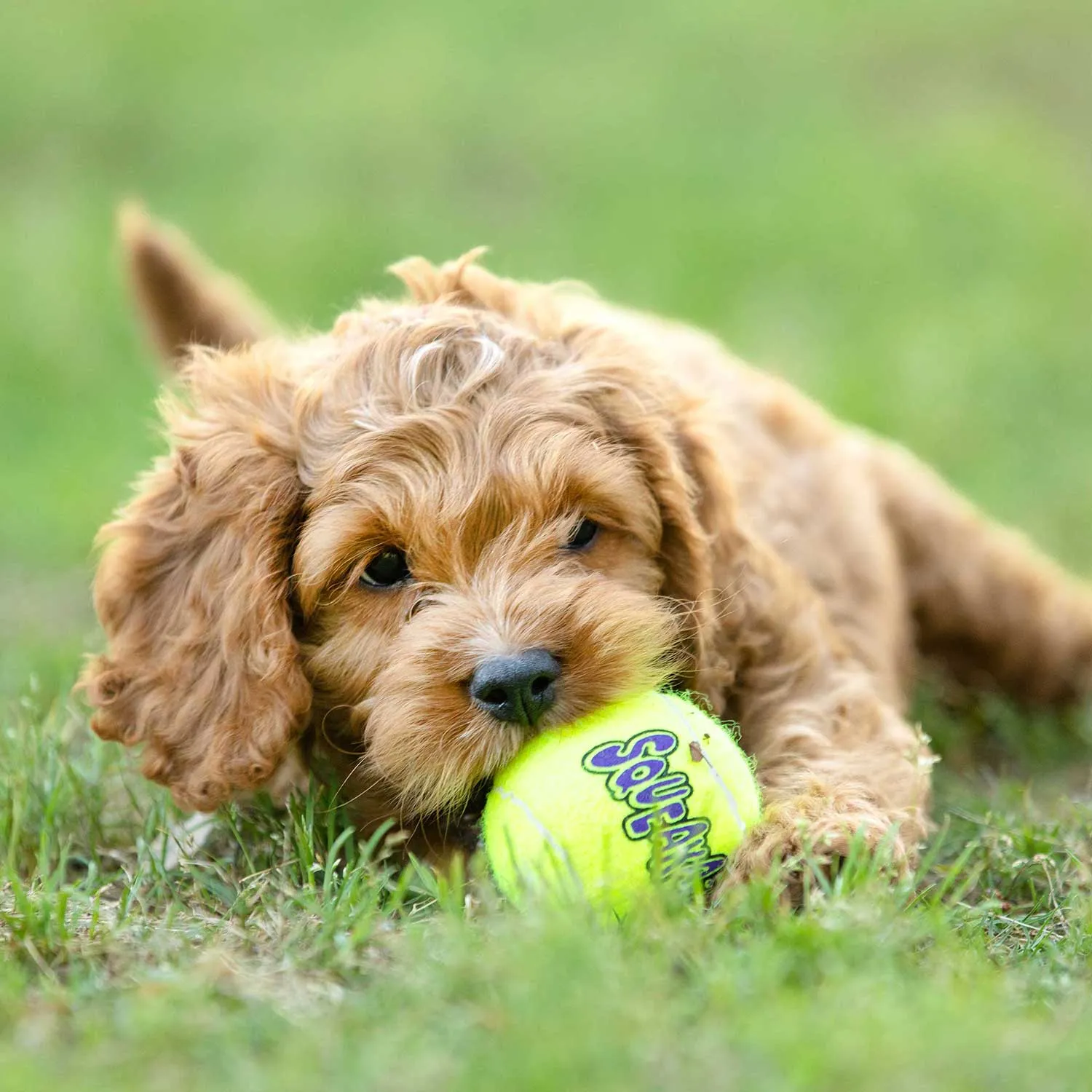 Air KONG Squeaker Tennis Balls, Each